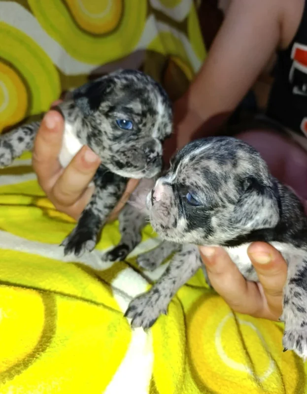 2 femelle Bouledogue français merl Platinum + antha wethkar noir