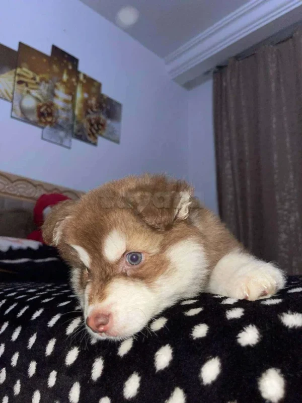 chiot husky à vendre