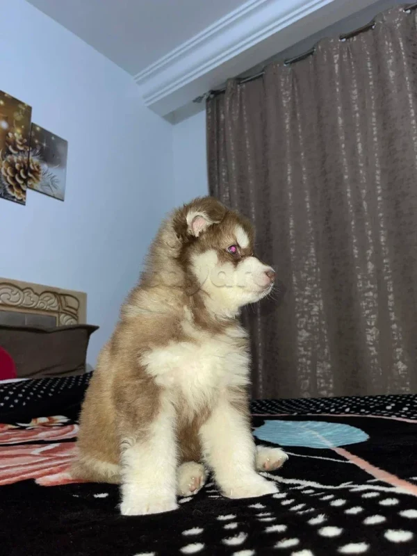 chiot husky à vendre - Miniature 2
