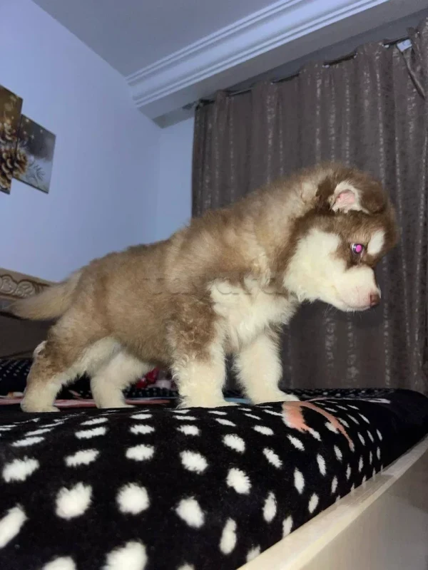 chiot husky à vendre - Miniature 3
