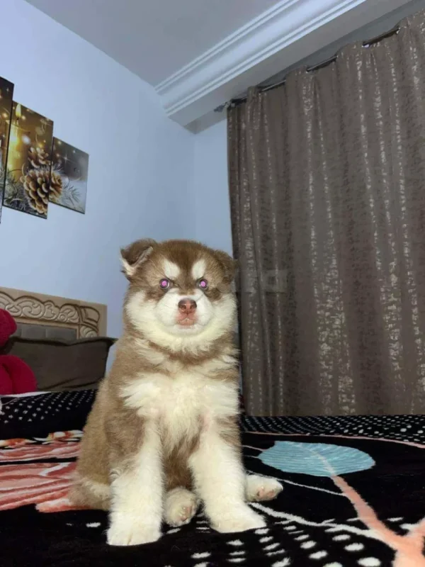 chiot husky à vendre - Miniature 4