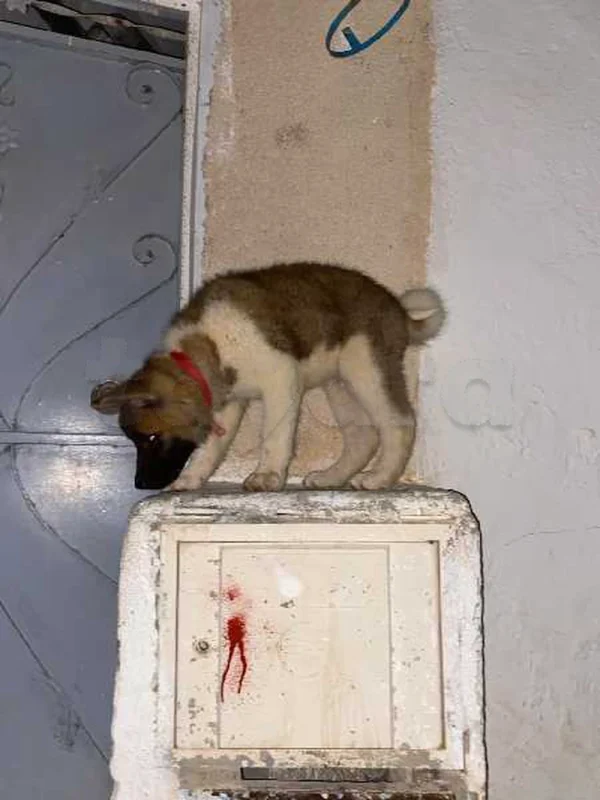 Japanese Akita