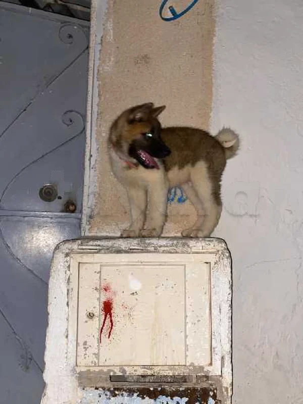 Japanese Akita - Miniature 4