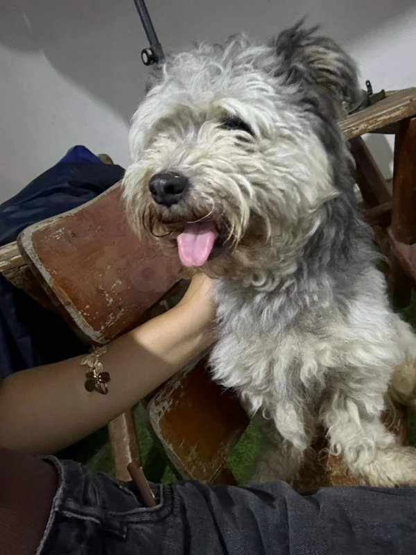 Caniche bichon