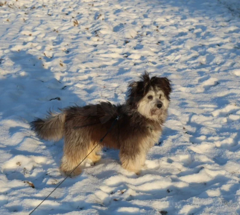 Caniche bichon - Miniature 3