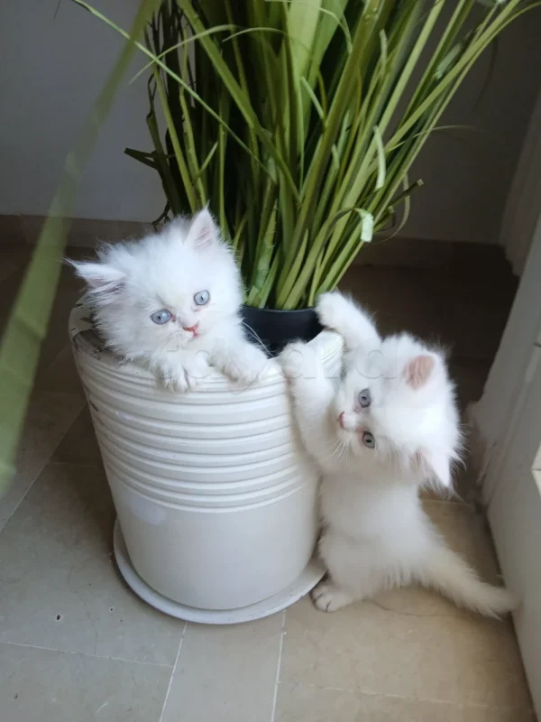 Chat persan