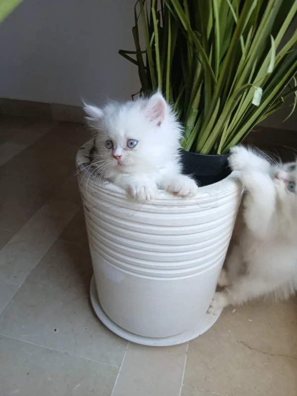 Chat persan - Miniature 2