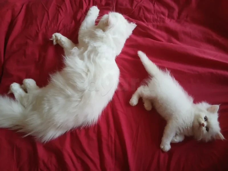Chat persan - Miniature 3
