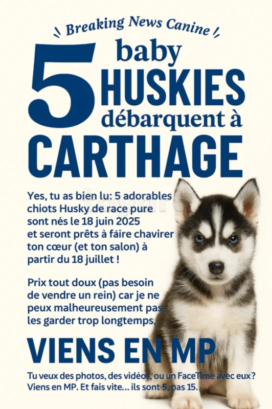 🐾 À réserver : adorables chiots Husky LOYAL et JOYEUX ! 🐾
