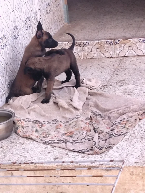 Animaux