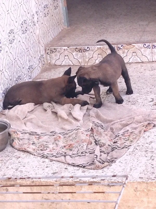 Animaux - Miniature 2
