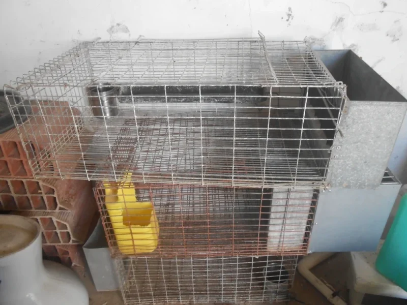 cages lapins