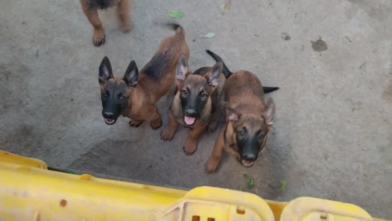 Chiots Berger Malinois 3 mois (males)