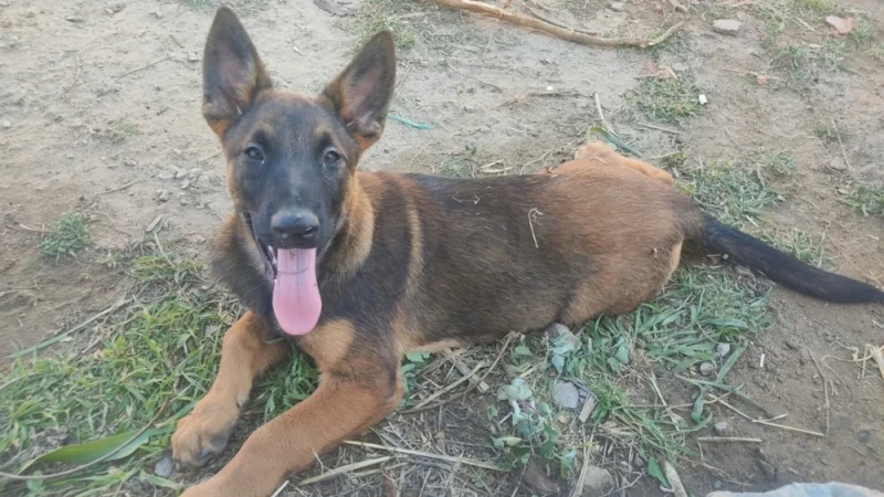 Chiots Berger Malinois 3 mois (males) - Miniature 3