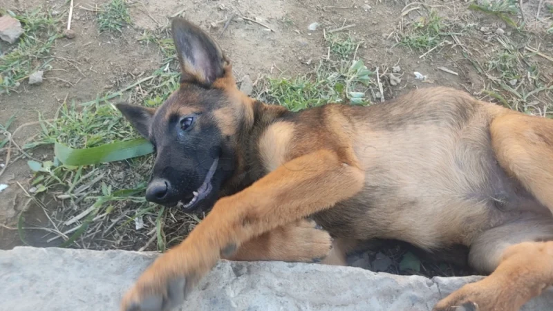 Chiots Berger Malinois 3 mois (males) - Miniature 5
