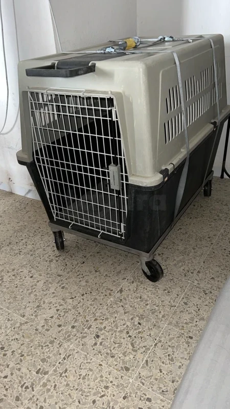 Cage de transport chien