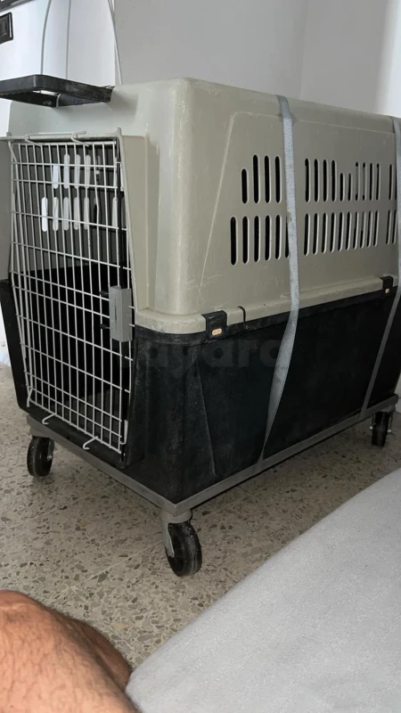 Cage de transport chien - Miniature 2