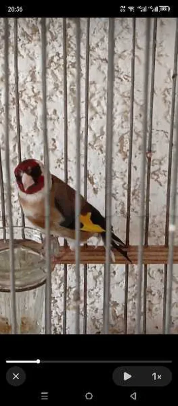 فروخ مقنين - Miniature 4