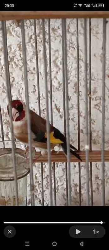 فروخ مقنين - Miniature 5