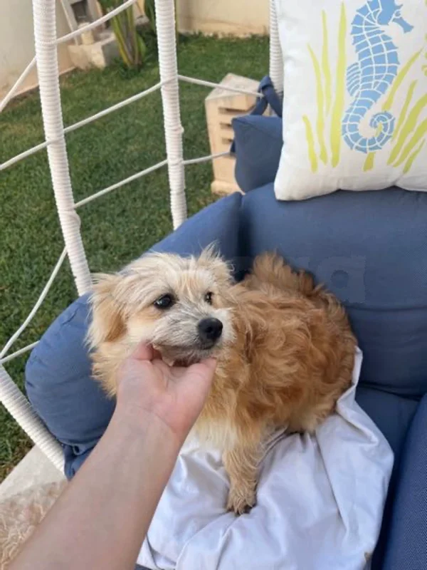 chiot caniche