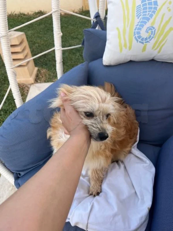 chiot caniche - Miniature 2