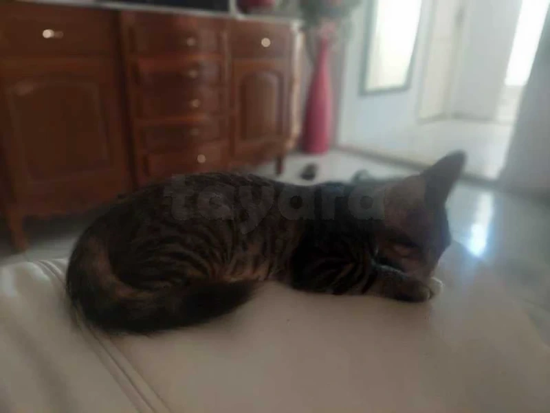 une chatte a donner - Miniature 2