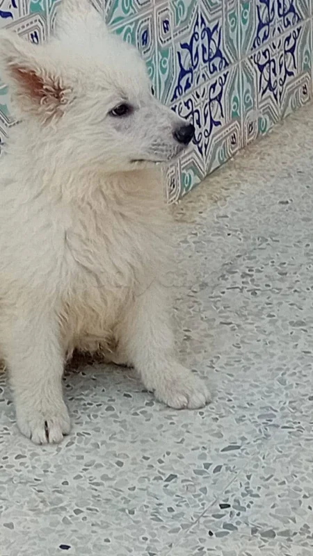 Chien  berger  suisse - Miniature 2