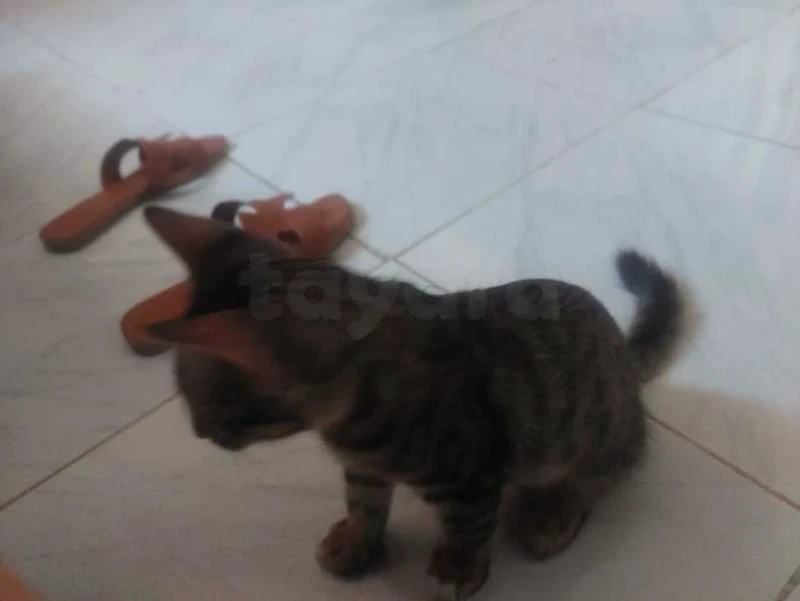 chat a donner