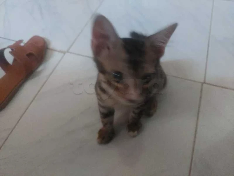 chat a donner - Miniature 2