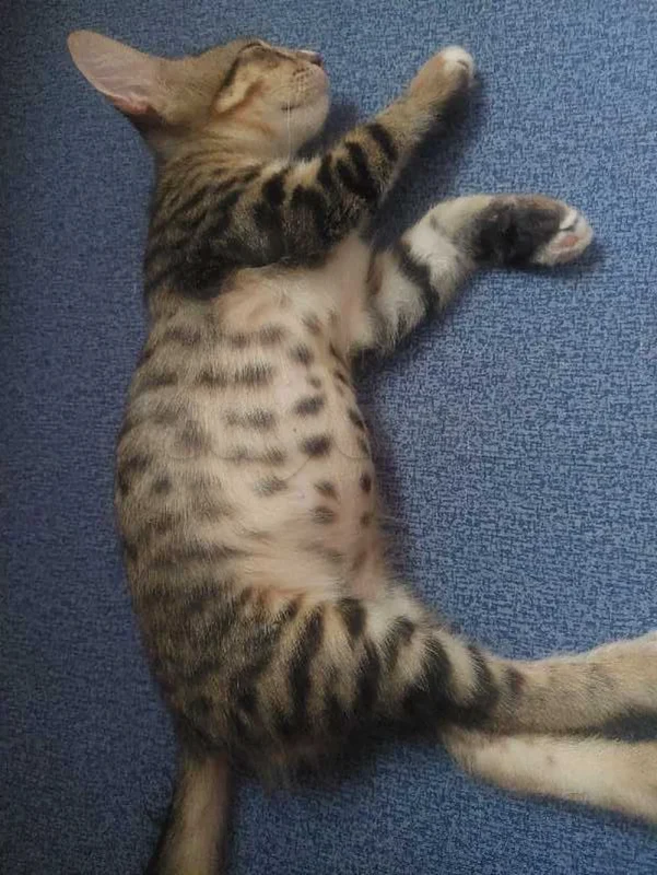 chat a donner - Miniature 3