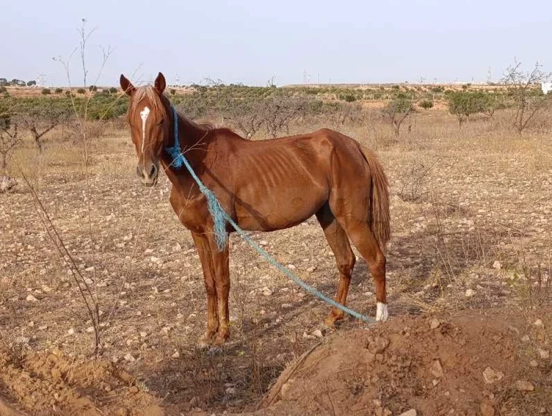 حصان و فرسة للبيع - Miniature 2
