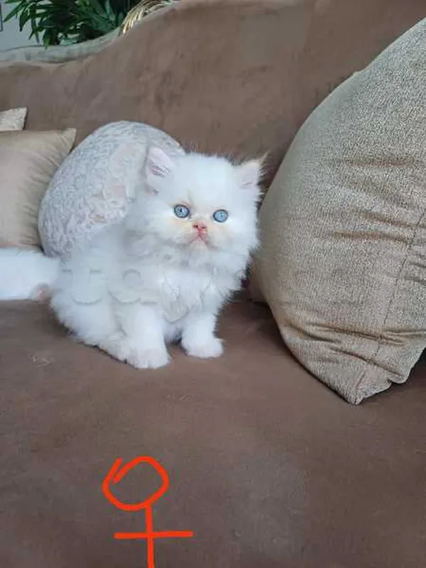 chat persan - Miniature 2