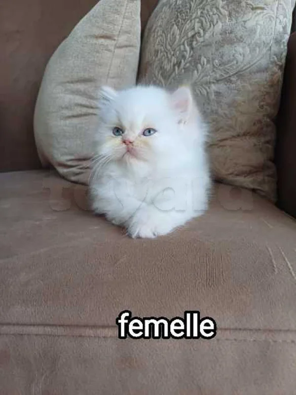 chat persan - Miniature 3