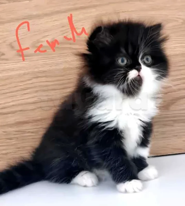 chat persan - Miniature 4