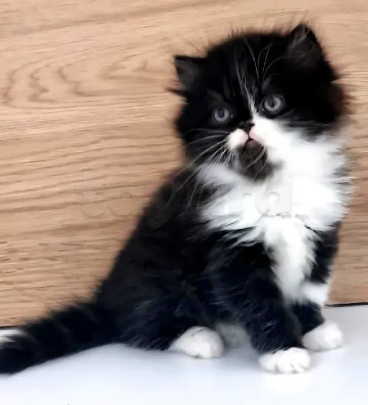 chat persan - Miniature 5