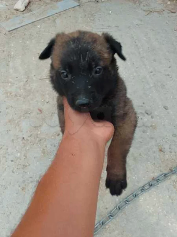 A vendre 3 chiot malinois