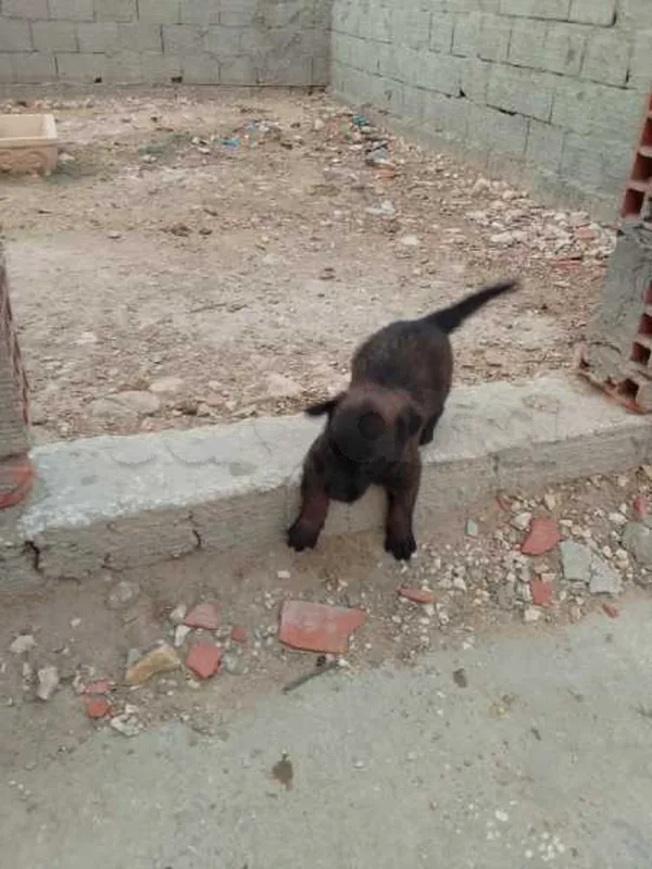 A vendre 3 chiot malinois - Miniature 3
