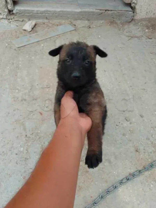 A vendre 3 chiot malinois - Miniature 4