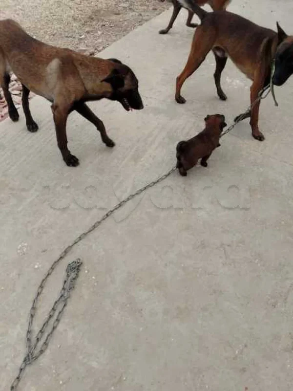 A vendre 3 chiot malinois - Miniature 5