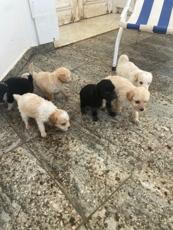 6 chiots caniche - Miniature 2
