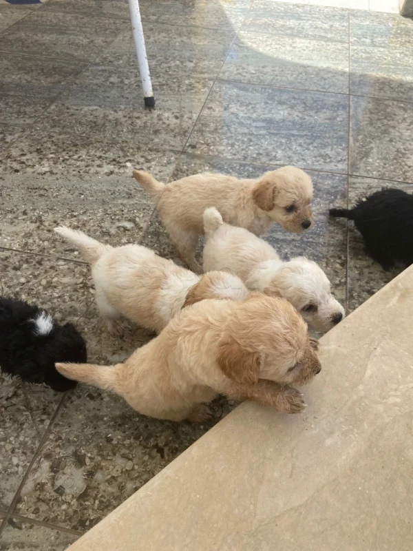 6 chiots caniche - Miniature 4