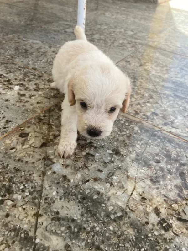 6 chiots caniche - Miniature 5