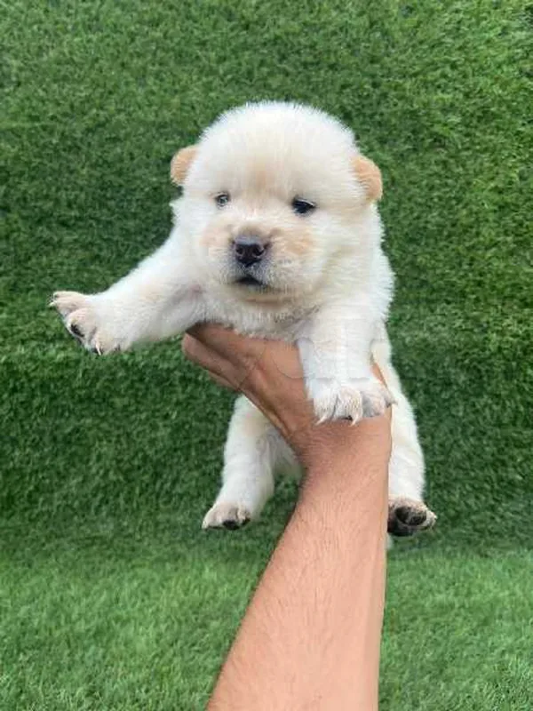 chiots chow chow