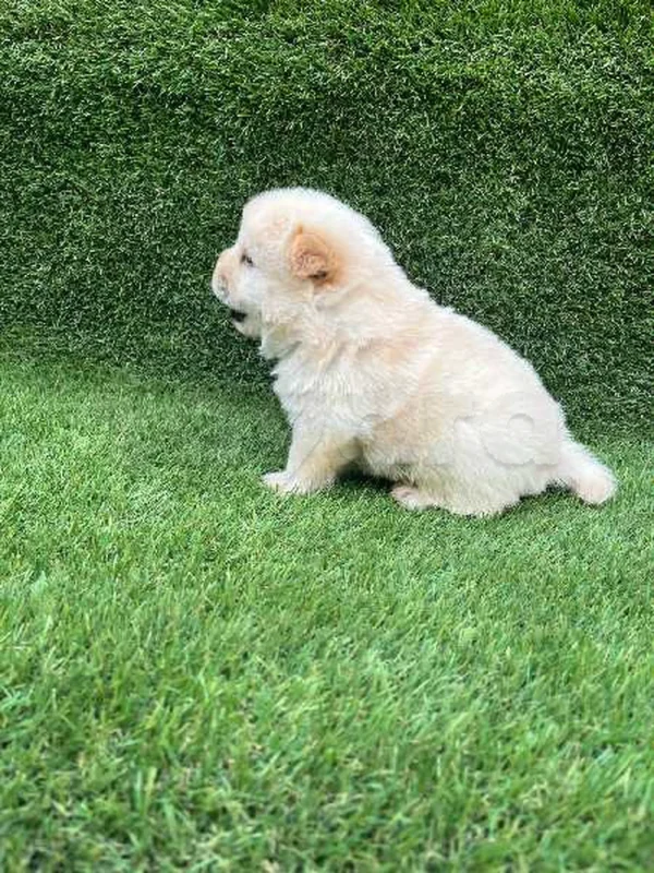 chiots chow chow - Miniature 2