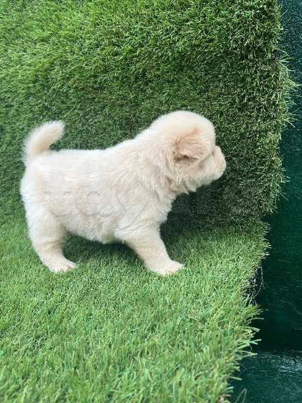 chiots chow chow - Miniature 4
