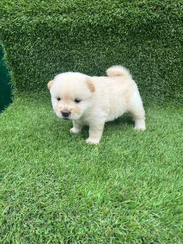 chiots chow chow - Miniature 5