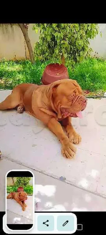 a vendre  dogue de bordeaux