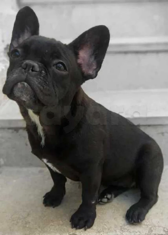 bulldog francais
