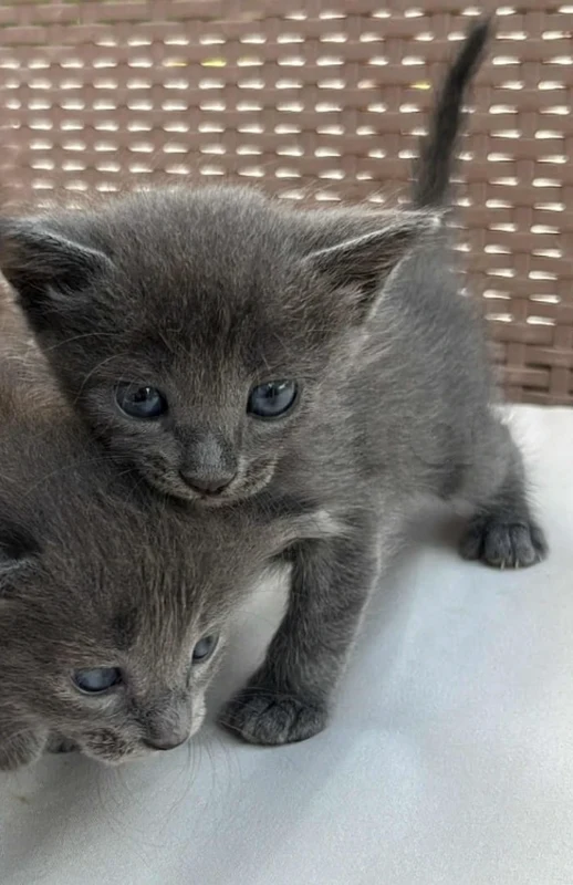 Chatons korat a vendre