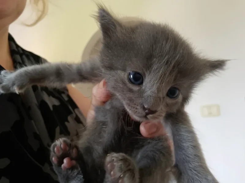 Chatons korat a vendre - Miniature 3